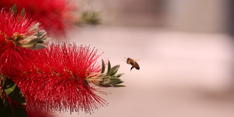 Do beekeepers build up a resistance to bee stings?